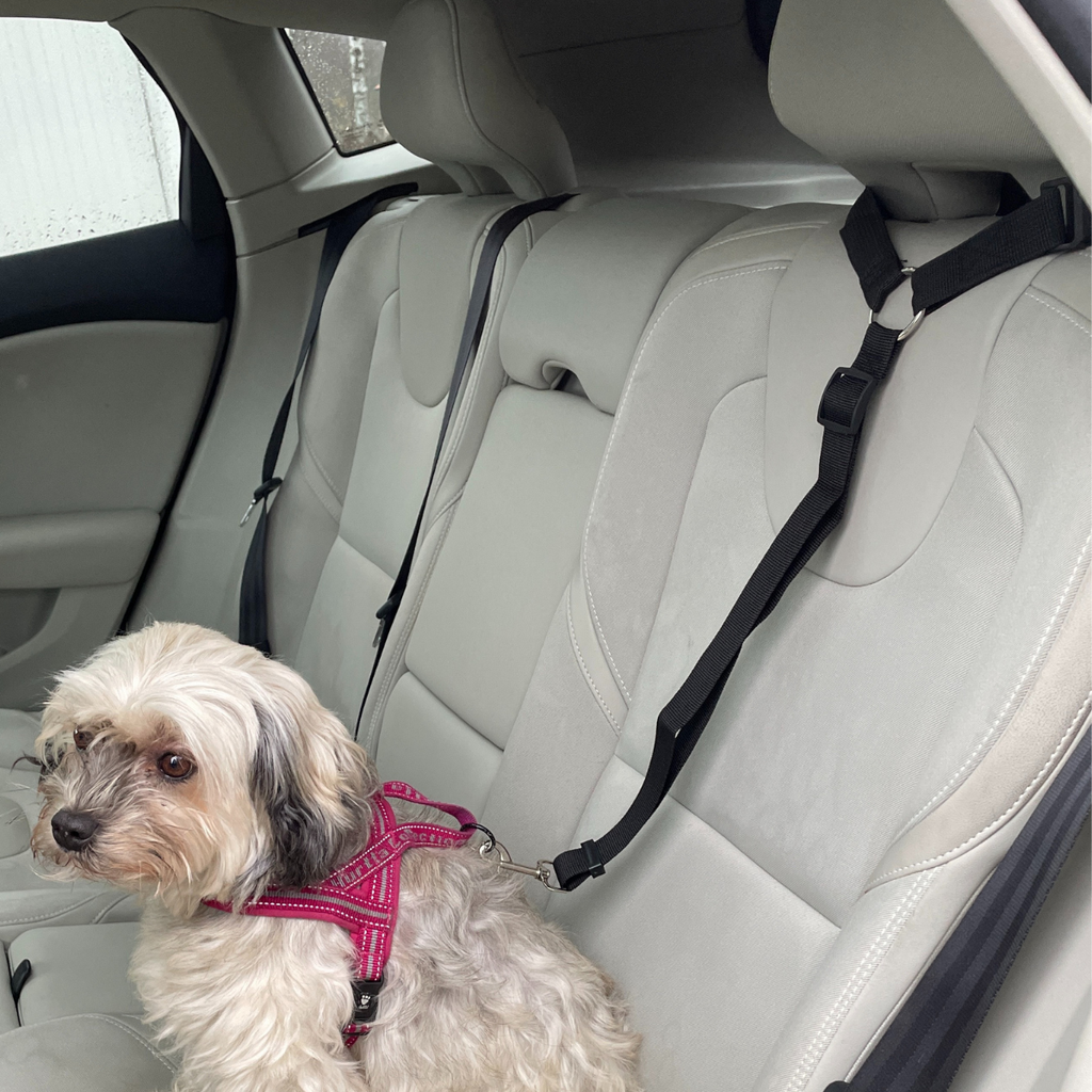 HundBälte - Slipp oro. Ge din hund säkerhet i bilen
