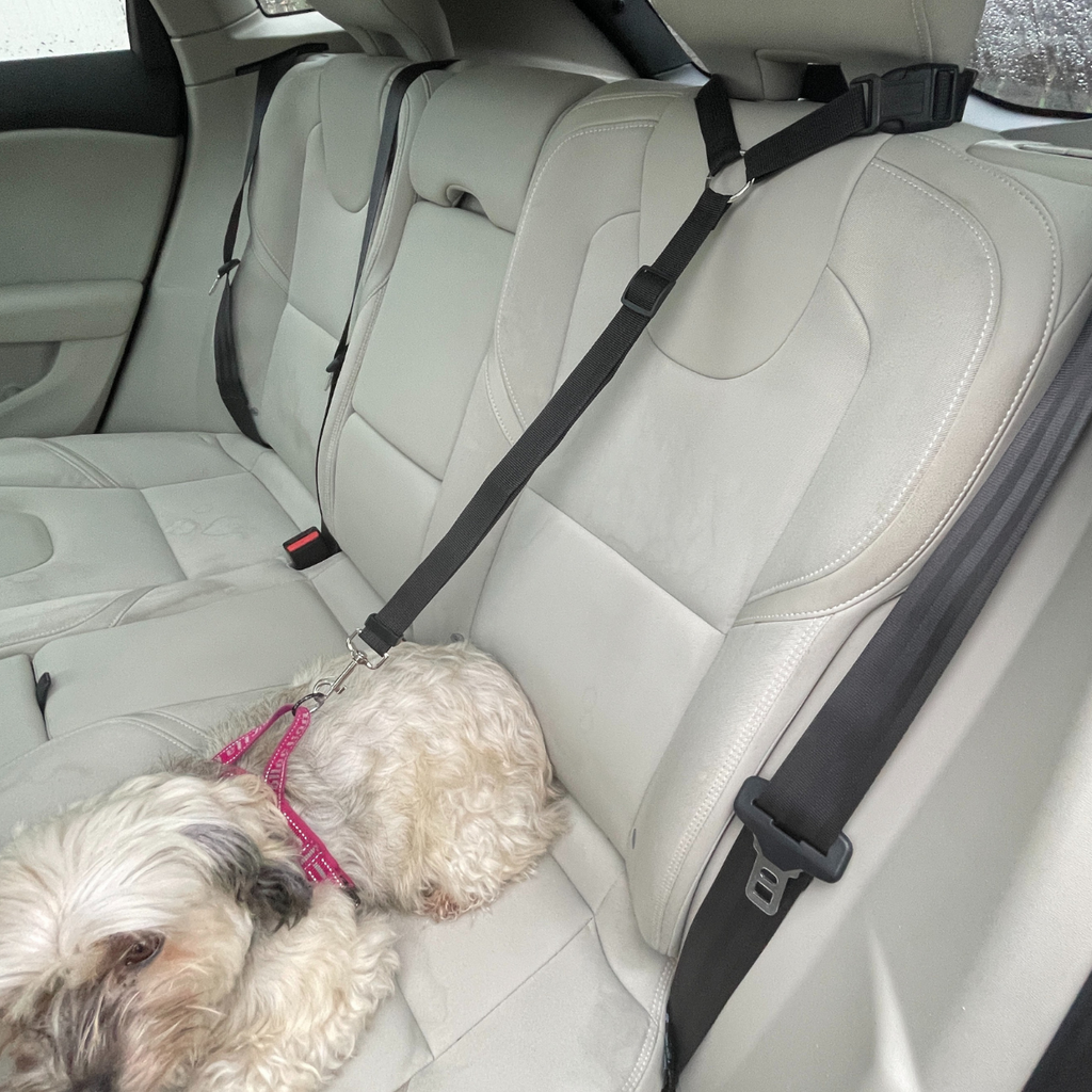 HundBälte - Slipp oro. Ge din hund säkerhet i bilen
